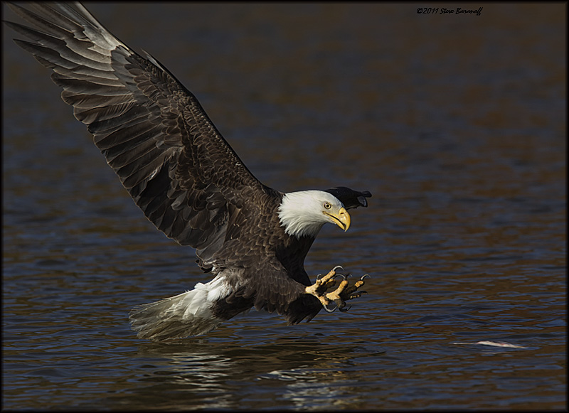 _1SB8693 bald eagle catching fish.jpg